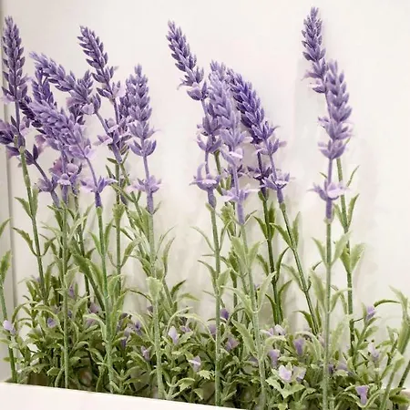 White Orchid Апартаменти Пула