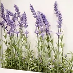 White Orchid 公寓 普拉