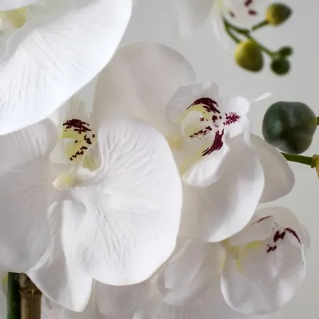 White Orchid 普拉