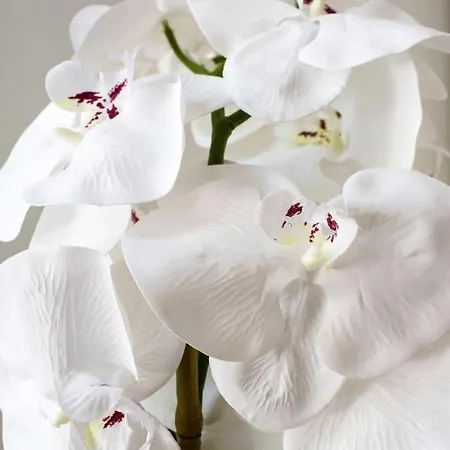 White Orchid
