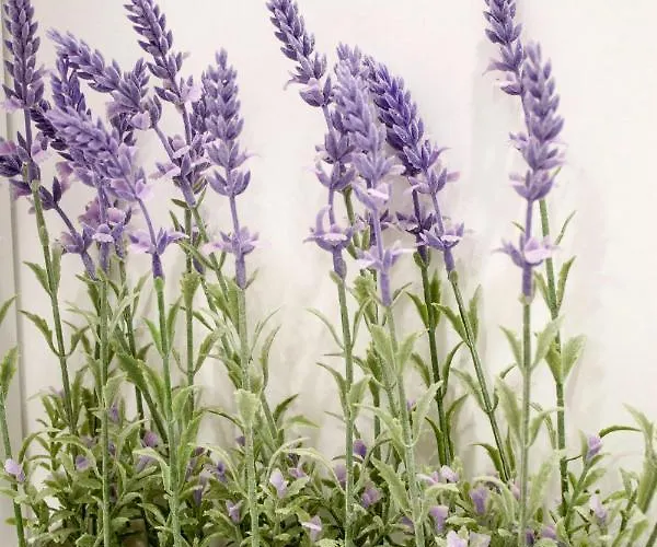 White Orchid Apartament Pula